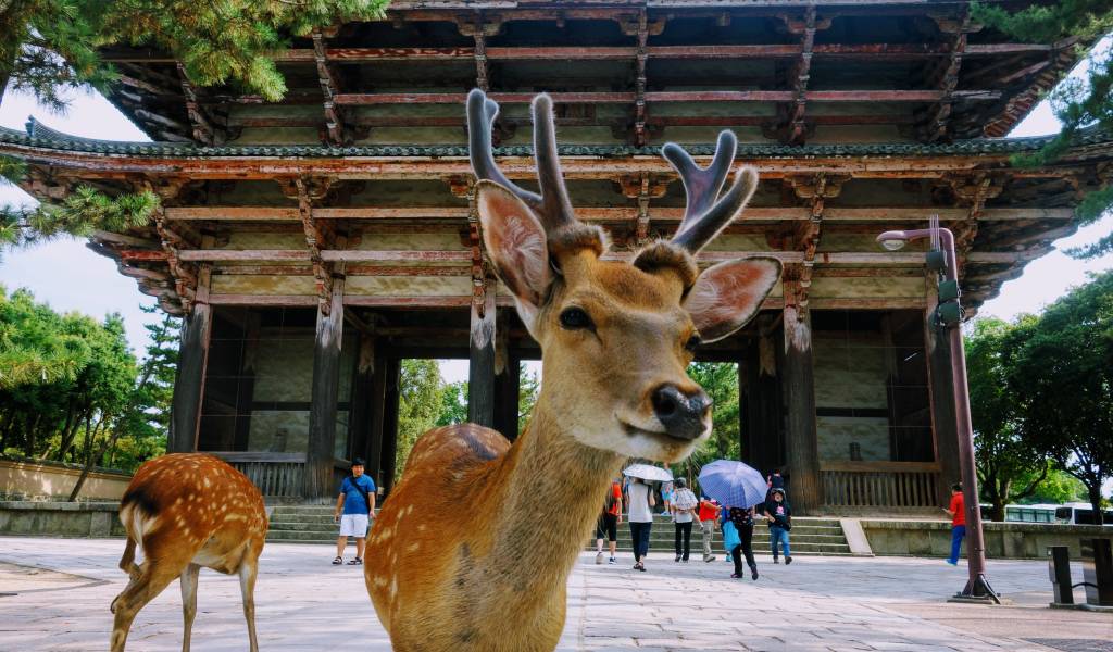 Tempel in Nara